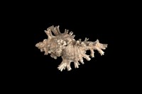 藏品(玫瑰千手螺)的圖片